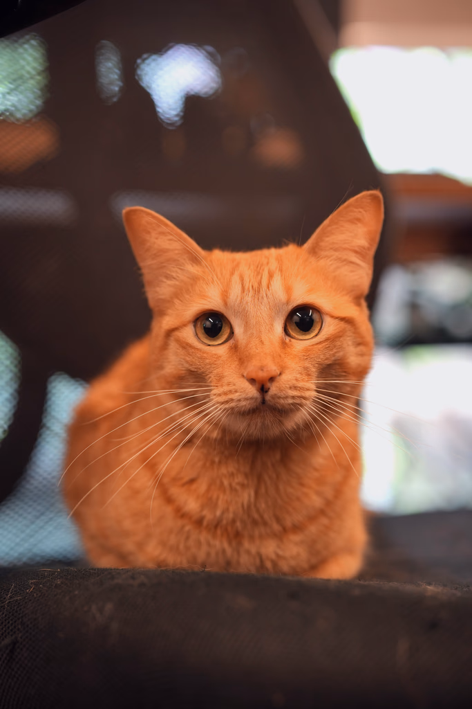 Orange — Office Cat